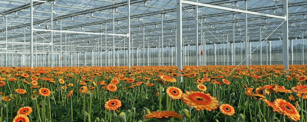 Reinigingsproducten veilig binnen emissieloze teelt?